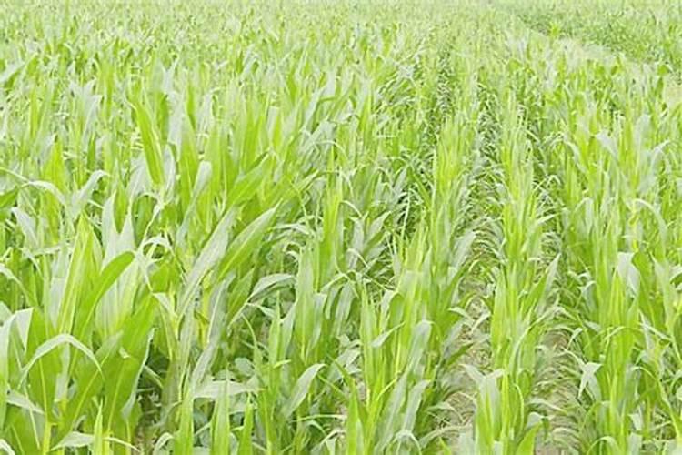 玉米专用肥的介绍