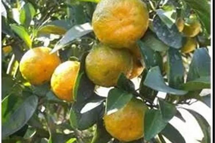 超高产大蒜新品种