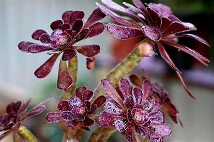 法师浇什么肥料