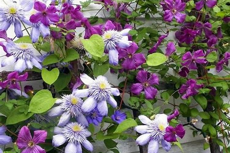 大道矮生铁线莲怎么养