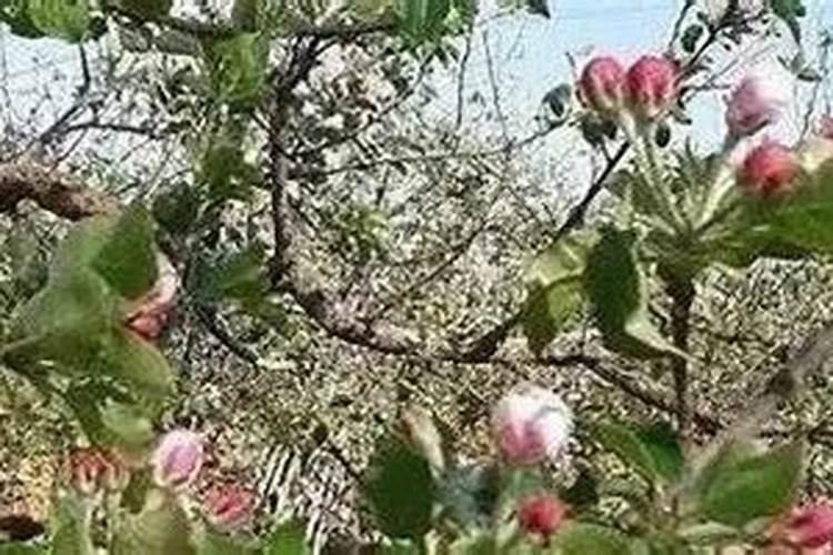 苹果几月份打硼好