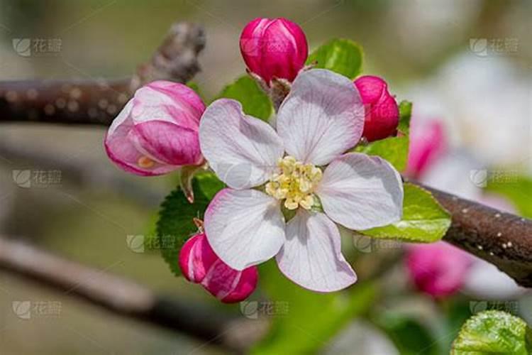 果树花后施什么肥最好