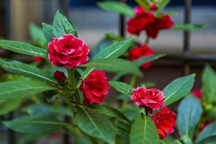 豆角冲施什么肥料好