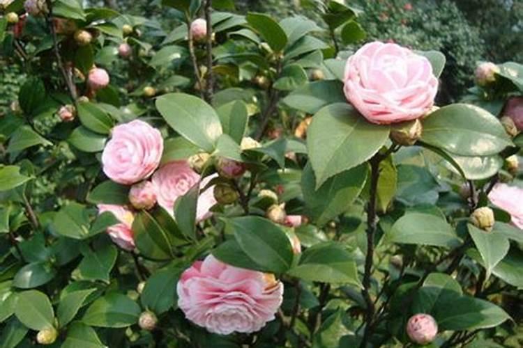 鹌鹑蛋能带壳吃吗