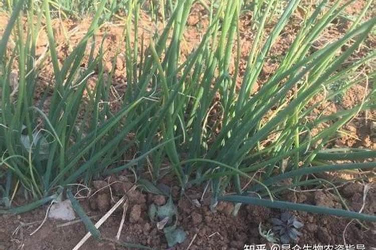 大葱用哪种肥料促进根系生长？大葱种植什么时候用肥比较好？