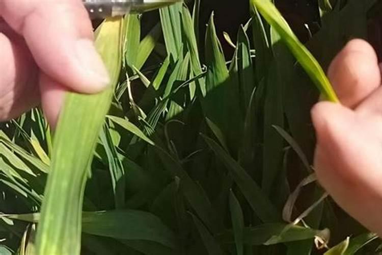 小麦打什么药能高产丰收呢？