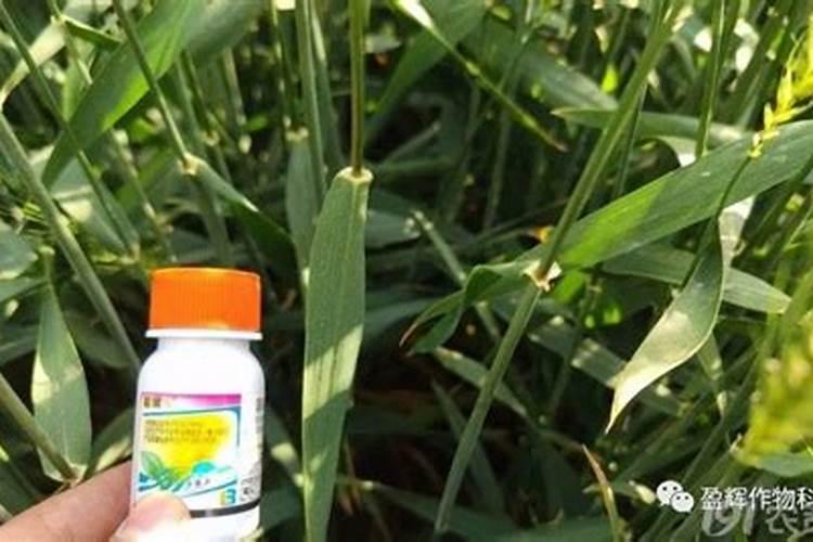 春季小麦施什么肥合适