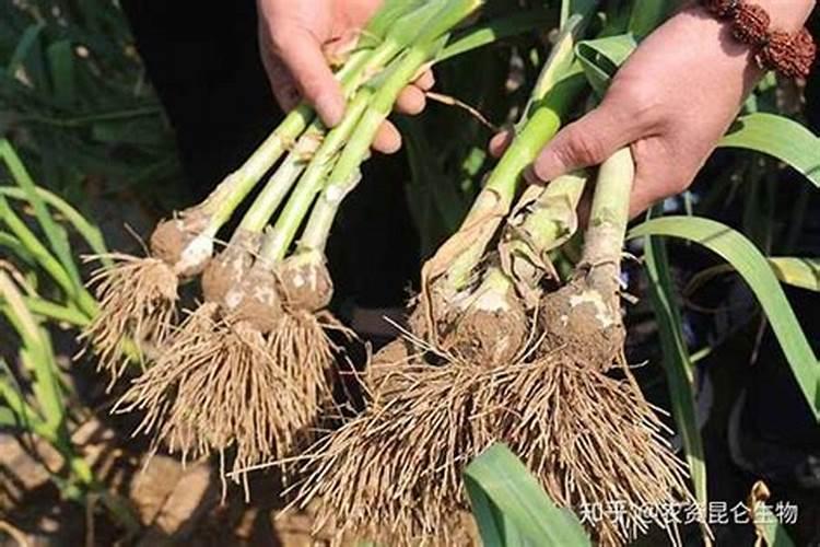 栽大蒜用什么肥料最好