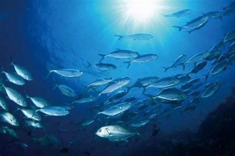 鱼蛋白胶囊鱼蛋白的成分及生理功效