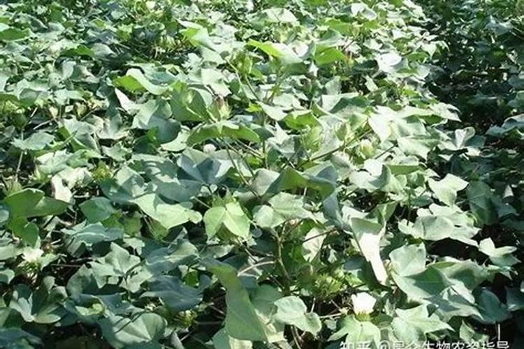 敌草死中毒症状