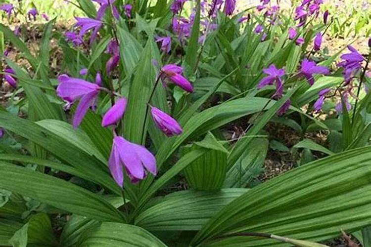 白芨苗叶片发黄发绣怎么治理？