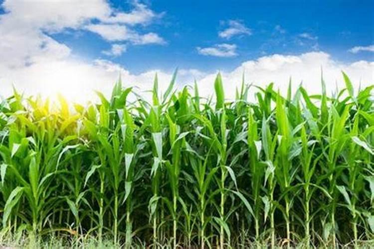 玉米适合用免追肥吗