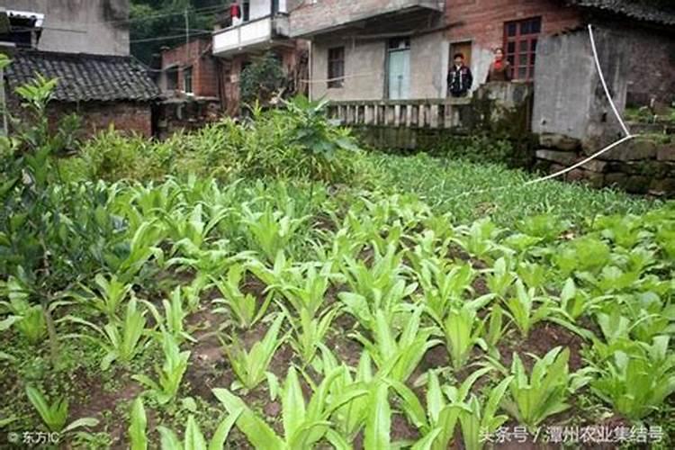 小白菜的肥料需求大,小白菜要增施钾肥吗？