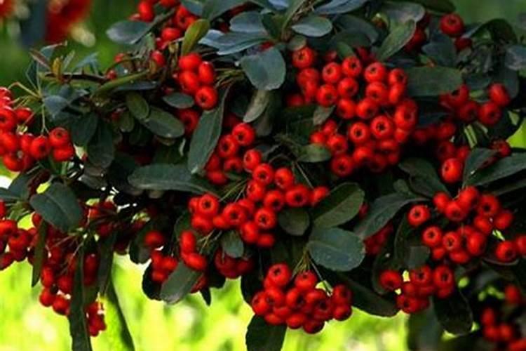 火棘盆景养护技术,六个技术使火棘健壮