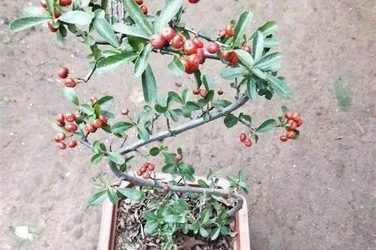 火棘盆景施什么肥料(火棘盆景施肥指南,选择正确肥料,让盆景绿意盎然...