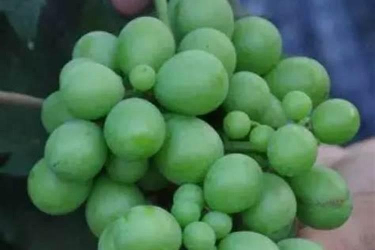 葡萄掉粒是什么病要怎么治