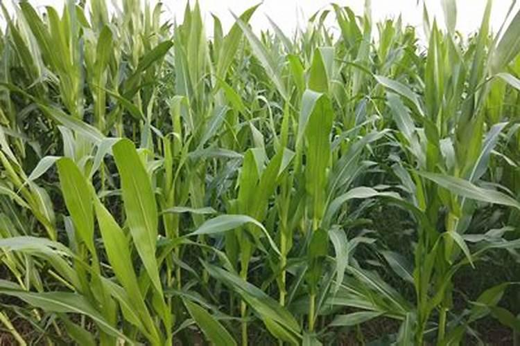 蔬菜怎么追肥 蔬菜施肥方法与技术