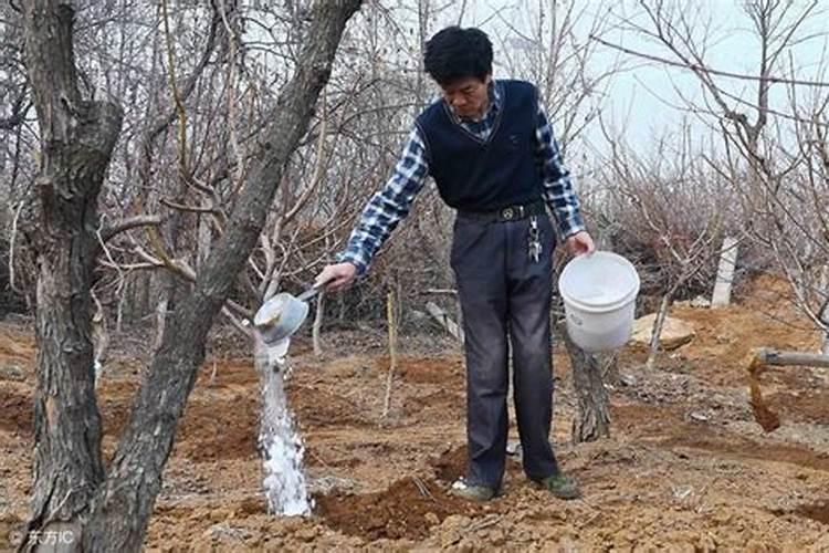 果树常用磷肥有哪些