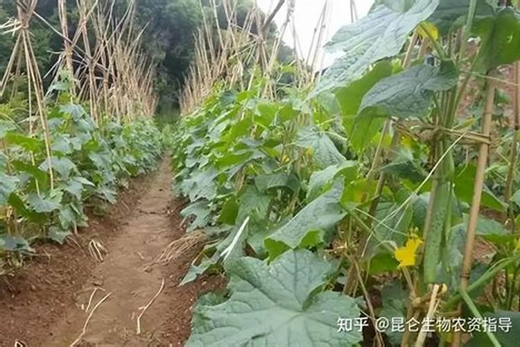 葡萄用什么肥料好