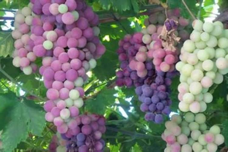 葡萄转色期使用高磷肥可行吗？