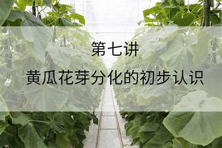 花芽分化用什么叶面肥