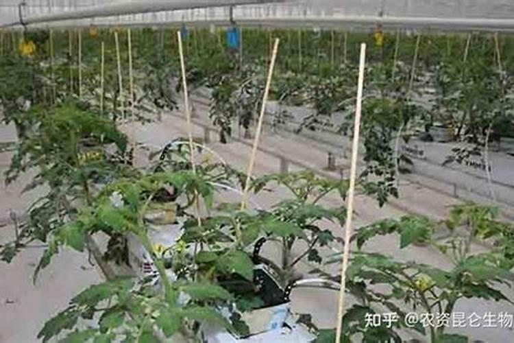 番茄开花阶段使用什么叶面肥效果好？