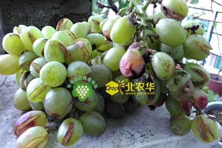 乐施是什么意思？