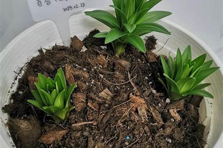 叶面肥在葡萄管理上非常重要,如何用才能够达到最好的效果？