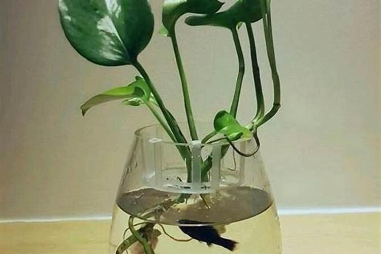 银杏树怎么换头嫁接 可进行叶面施肥