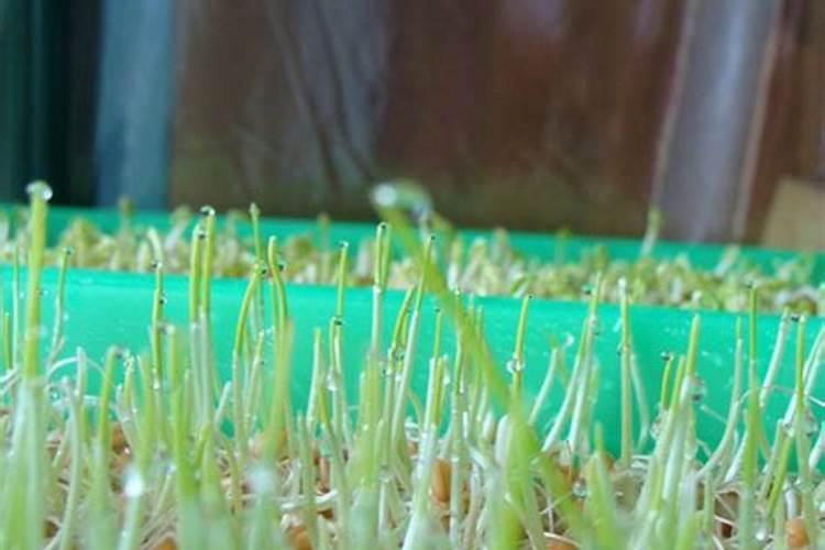 纯氧化硼玻璃和纯氧化硅的区别？