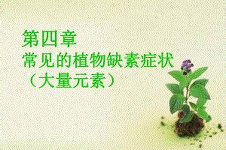 参与植物有机运输的元素有哪些？