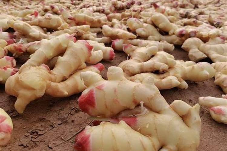 草莓是种深受人们喜爱的水果,种植草莓有哪些需要注意的地方？