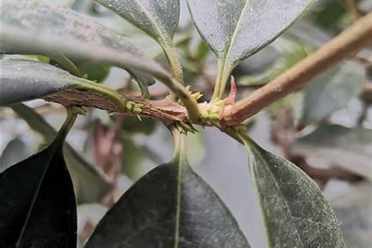 水培花生芽应该按照什么方法来操作