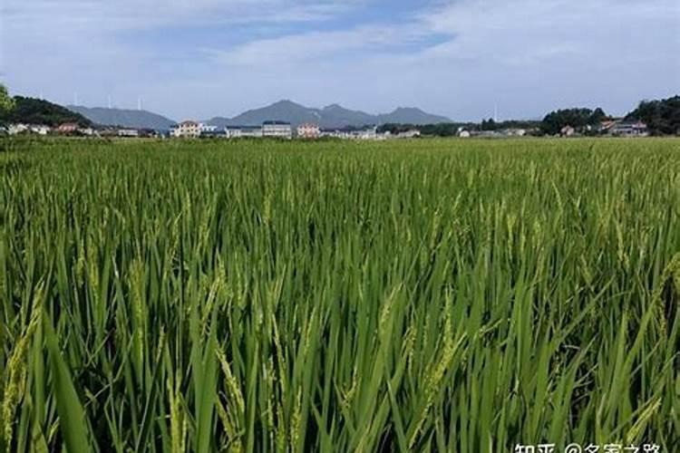 新型肥料:控释肥,真得控释吗,它的优点。那个厂家的好啊？