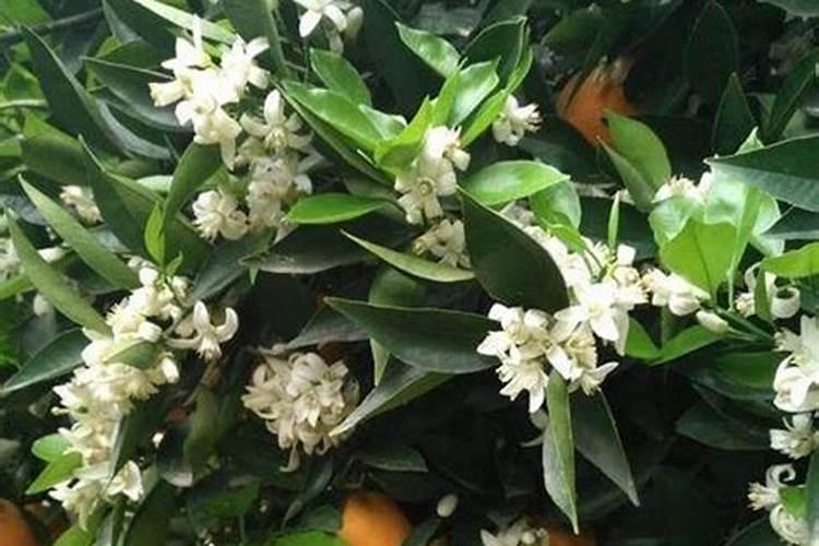 脐橙施用什么鱼蛋白肥？