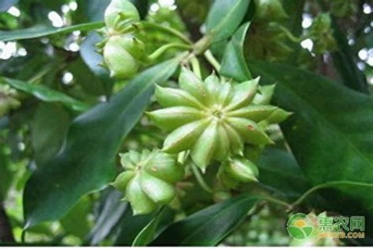 八角金盘苗什么时候施肥