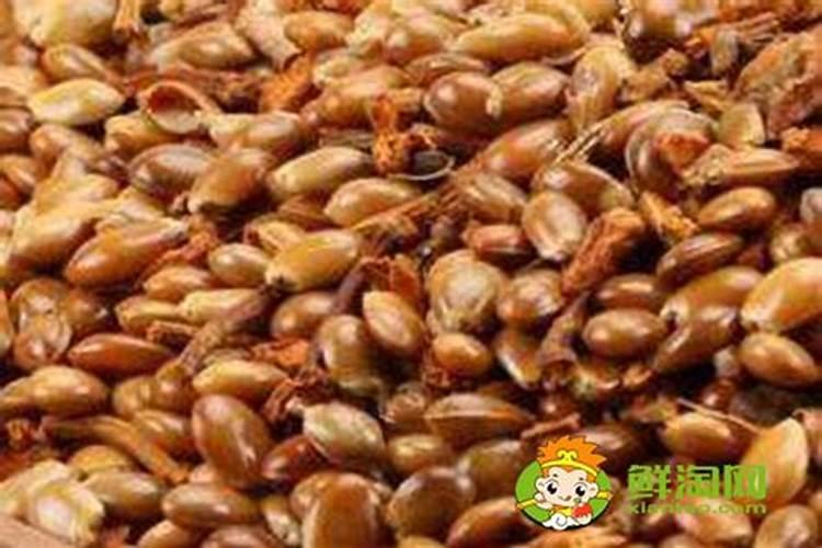 八角树的种植方法