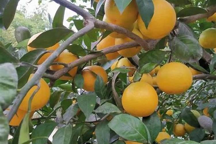 种植脐橙如何施肥效果更好？