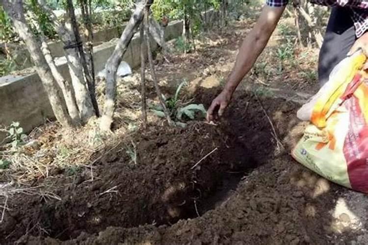 果树苗施什么肥长得快