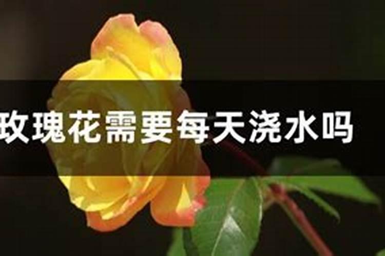 玫瑰花什么时候施肥,施什么肥好