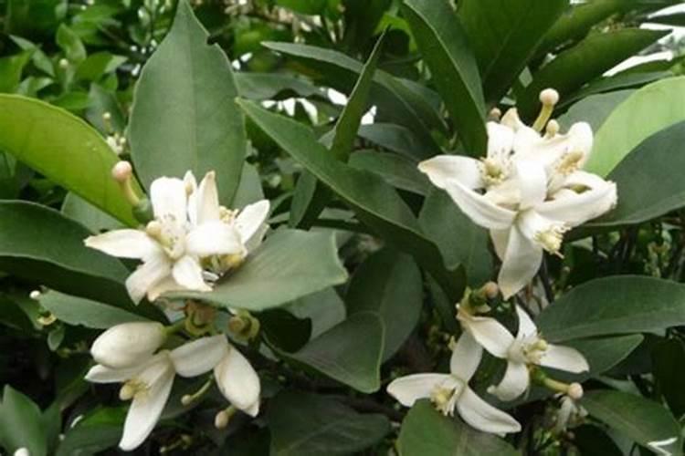 脐橙怎样保花保果