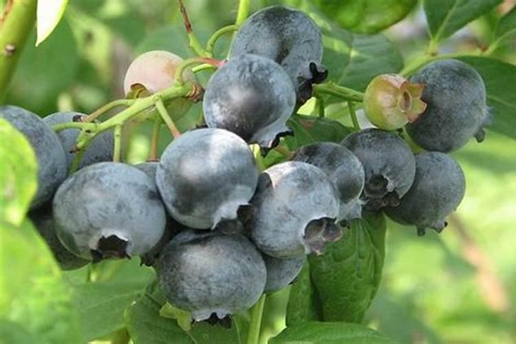 蓝莓施什么肥最好