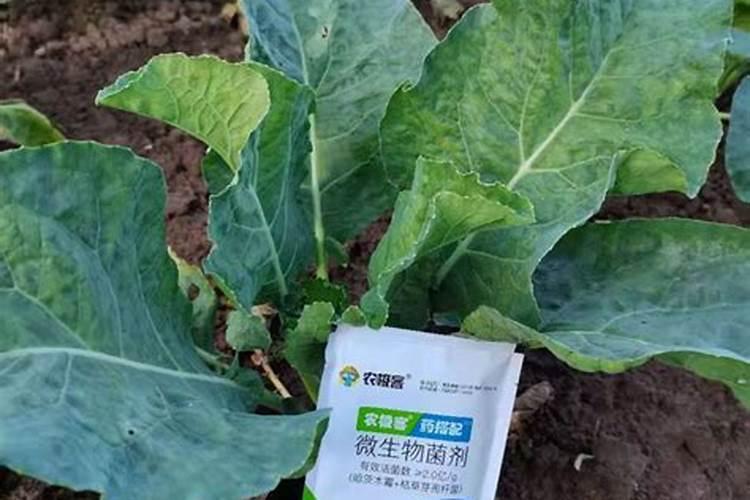 菜花细菌黑斑病经常出现,菜花细菌黑斑病该怎么防治？