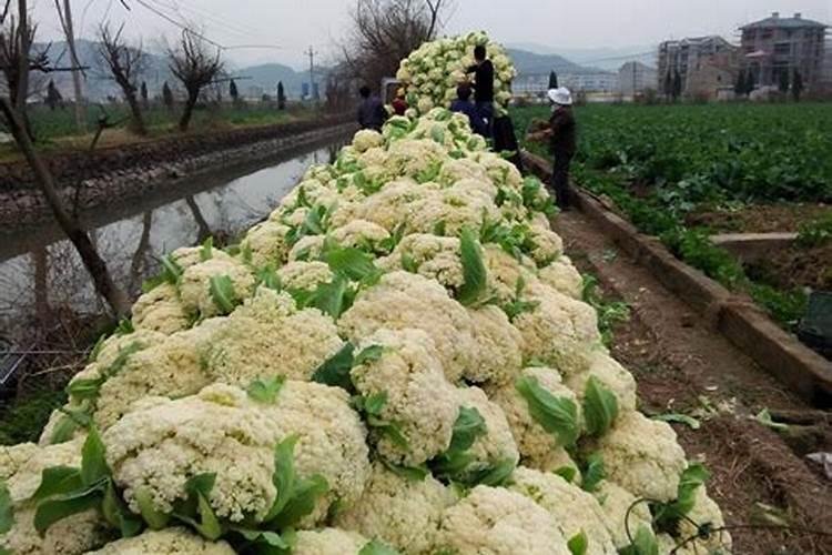 ...克雷霉素 治疗大白菜 菜花的软腐病哪个效果好 可以混合使用吗百 ...