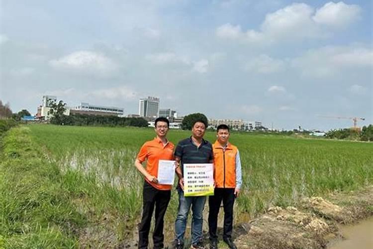 水稻高产用什么肥料效果好？