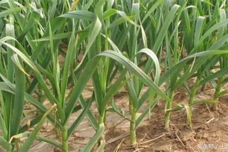 大蒜适合什么肥料