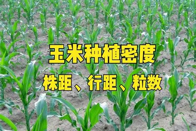 长春牡丹园花开了吗