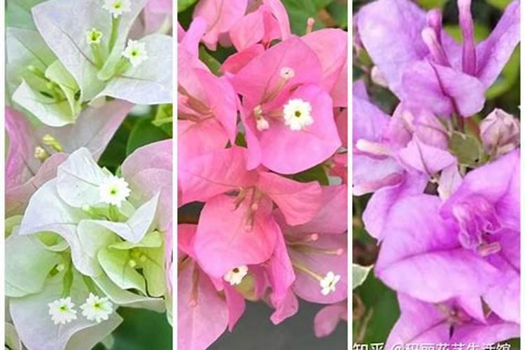 香樟树移植后怎么浇水？香樟移栽后浇水施肥方法