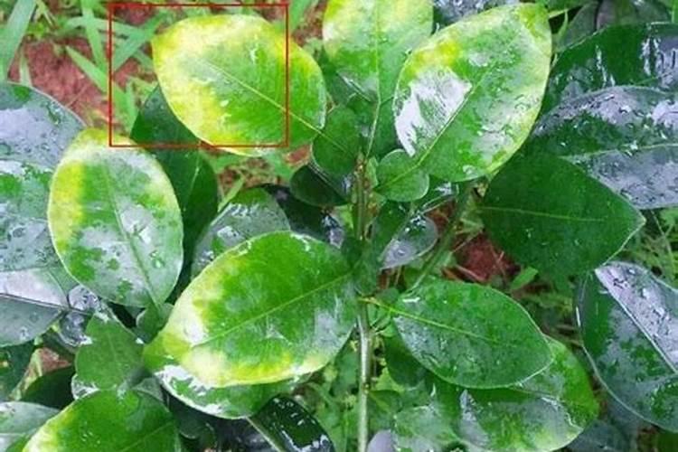 韭菜苗细叶黄,该如何进行改善呢？