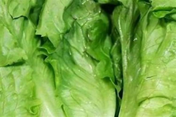 意大利生菜种植方法